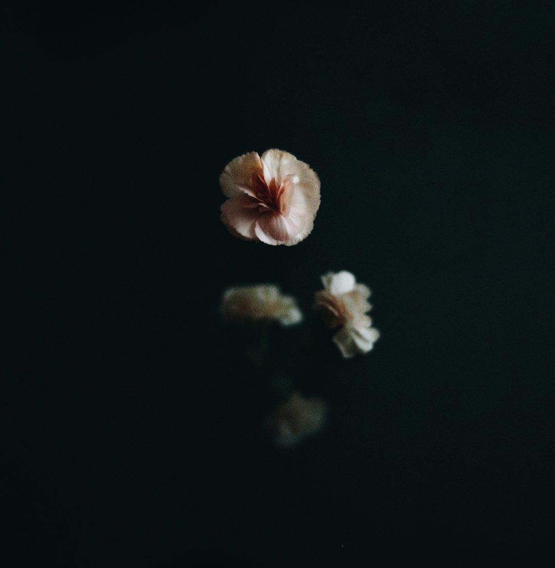 Still life of floating flowers